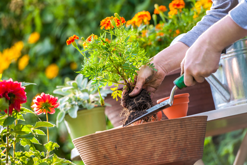 Easy Ways To Budget-Friendly Garden Or Landscaping Project | EPS Committees