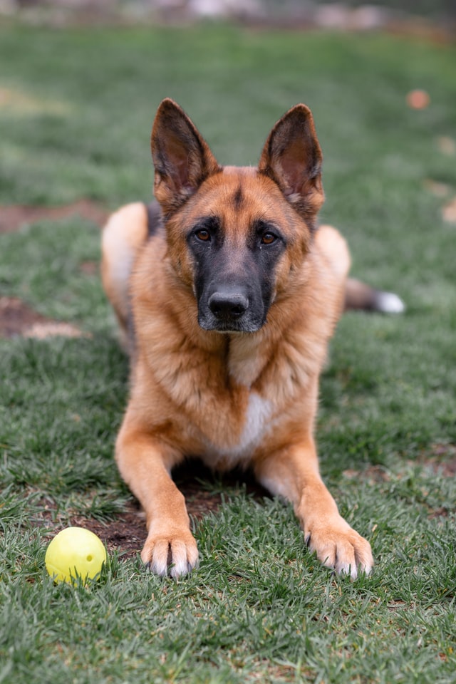 A Step-by-Step Guide in Starting a Business for K9 Dog Behaviorist in Sydney